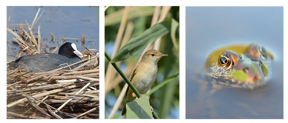Vytvárame bezpečnejší letový koridor pre vtáctvo pozdĺž rieky Dunaj
