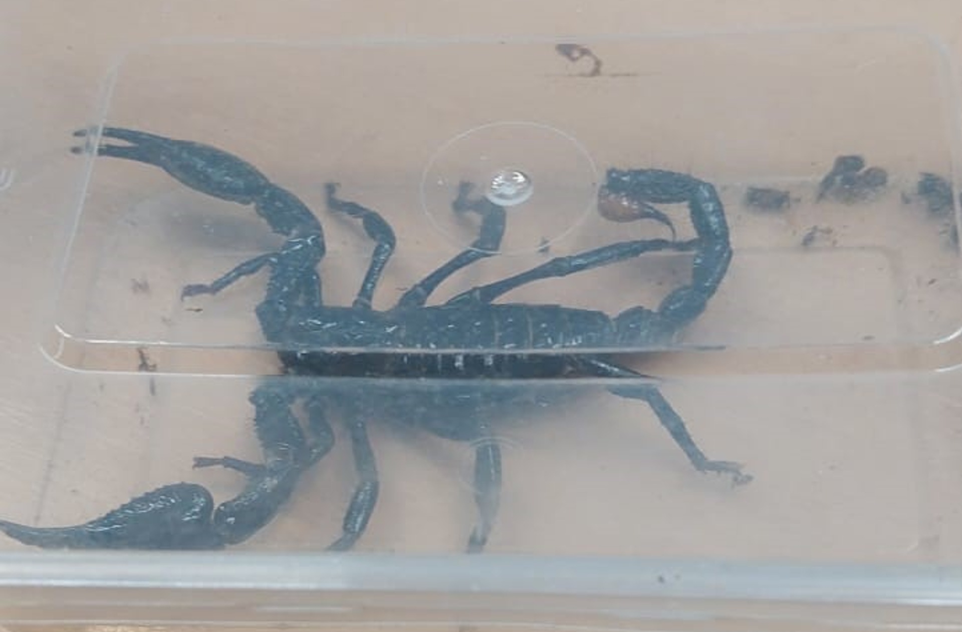 Poslať škorpióna poštou? Aj to sa deje!