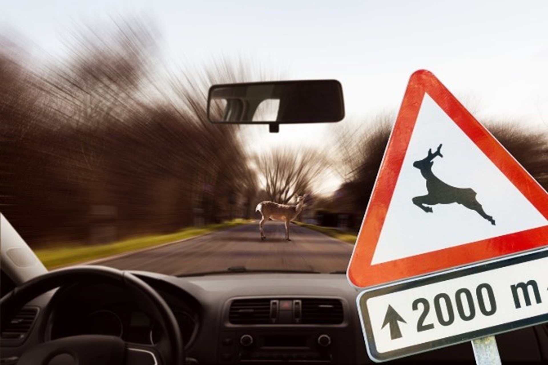 Pozor na riziko stretu auta so zverou, škody bývajú vysoké