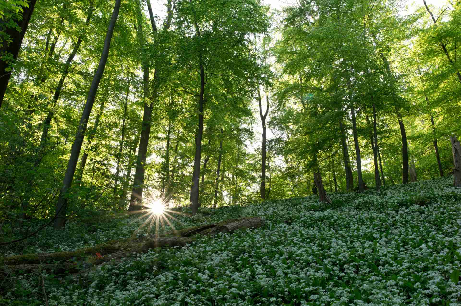 Epson Europe vydáva správu o udržateľnom rozvoji v rokoch 2023/24