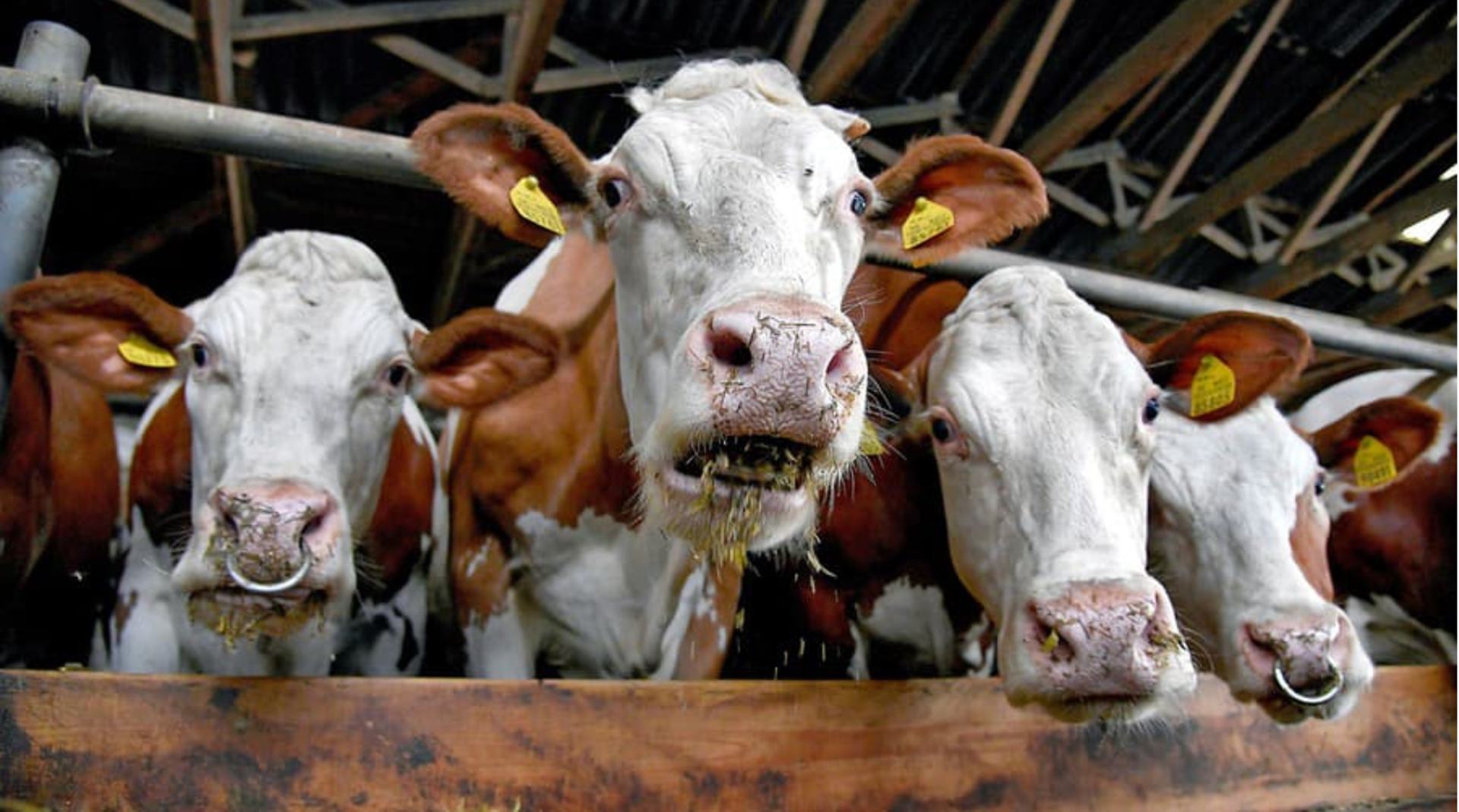 Allianz vyplatí za škody spôsobené slintačkou a krívačkou vyše 1,6 milióna eur