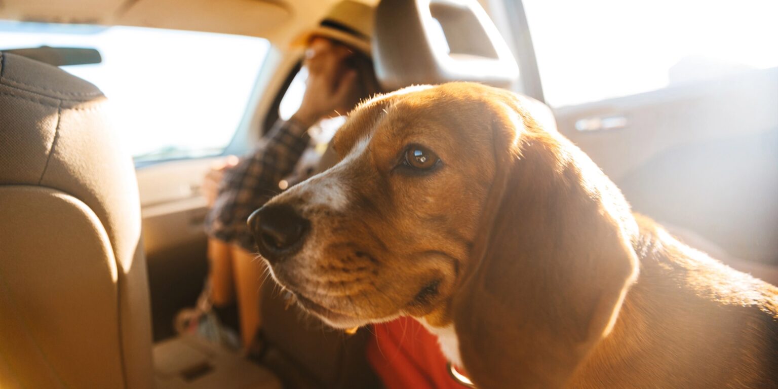 Letné trendy pre domácich miláčikov: Slováci nakupujú chladiace podložky, cestovné výbehy, ochranné okuliare či špeciálnu zmrzlinu pre zvieratá