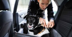 Najčastejšia jazda Bolt Pets vedie k veterinárovi. Teraz ju môžu absolvovať aj miláčikovia z Popradu, Martina a Prievidze