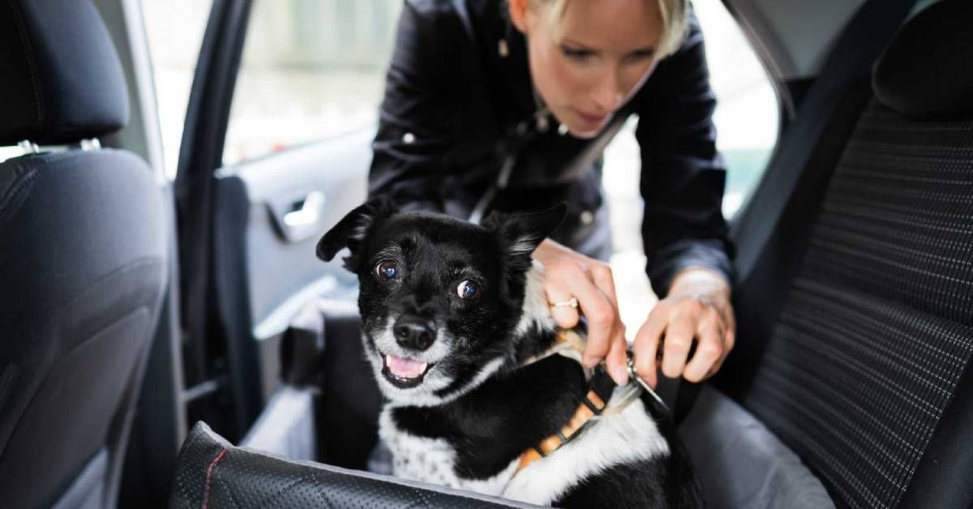 Ročne prepraví Bolt takmer 70-tisíc miláčikov, teraz rozširuje kategóriu Bolt Pets 🐾 do ďalších 5 miest na Slovensku