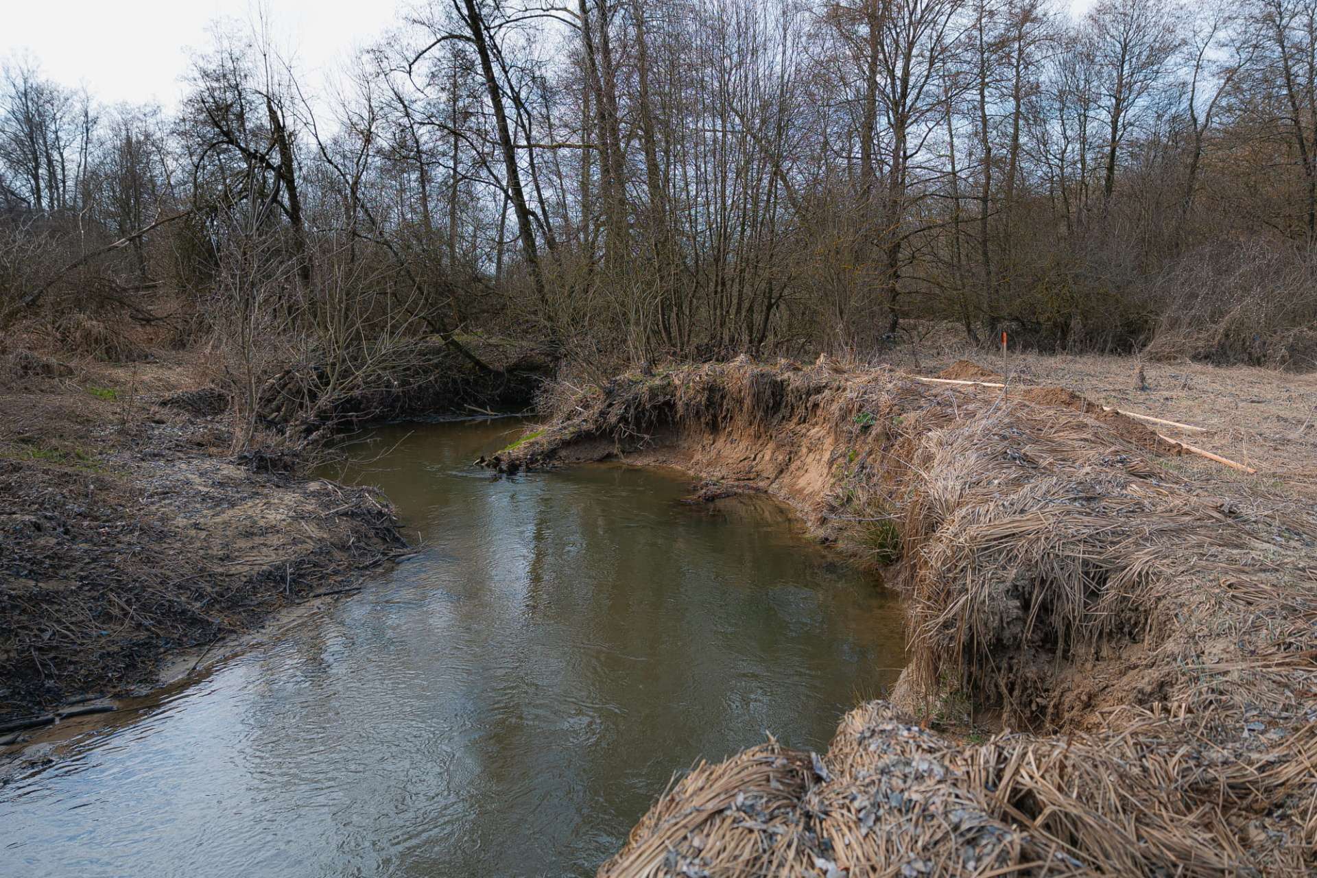 Stovky stromov pre slovenské rieky: WWF a Lidl obnovili brehy riek naprieč Slovenskom