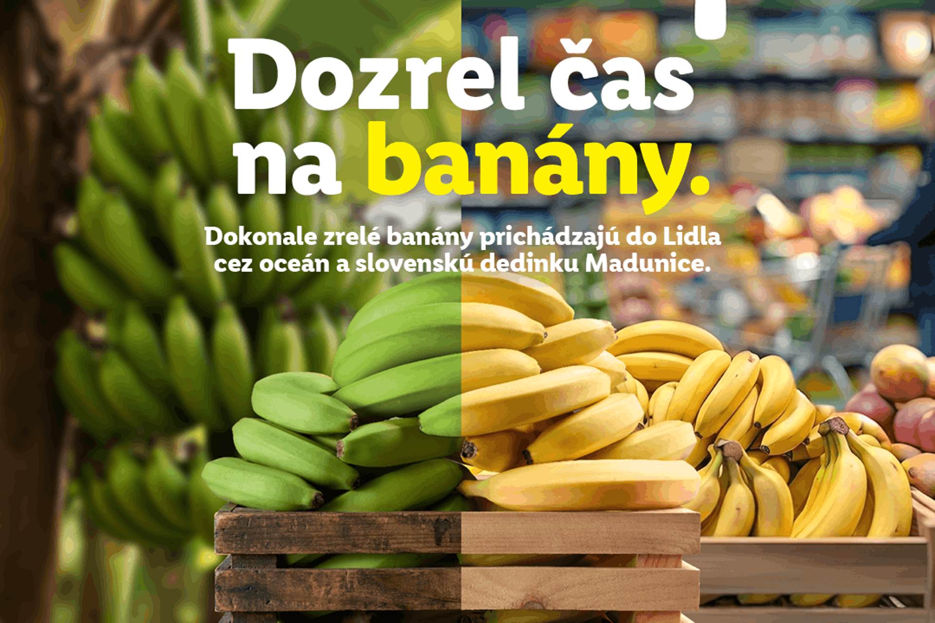 Tajomstvo čerstvosti banánov z Lidla: Dozrievajú v slovenskej dedine Madunice